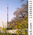 新海塔、櫻花樹和油菜花、埼玉市的櫻花 114848113