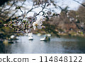 Inokashira公園的櫻花 114848122