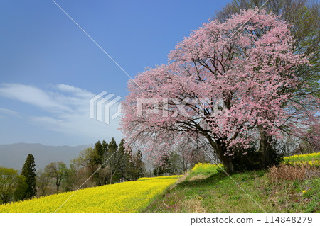 油花公園位於長野縣飯山市瑞穗市的一座俯瞰千曲川的小山上,有油菜花和一株大山櫻。 油花公園位於長野縣飯山市瑞穗市的一座俯瞰千曲川的小山上,有油菜花和一株大山櫻。 114848279