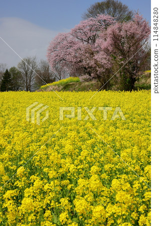 油花公園位於長野縣飯山市瑞穗市的一座俯瞰千曲川的小山上,有油菜花和一株大山櫻。 油花公園位於長野縣飯山市瑞穗市的一座俯瞰千曲川的小山上,有油菜花和一株大山櫻。 114848280