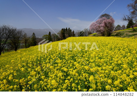 油花公園位於長野縣飯山市瑞穗市的一座俯瞰千曲川的小山上,有油菜花和一株大山櫻。 油花公園位於長野縣飯山市瑞穗市的一座俯瞰千曲川的小山上,有油菜花和一株大山櫻。 114848282
