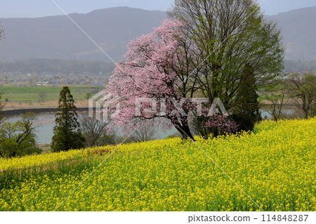 Mizuho, Iiyama City, Nagano Prefecture: A field of rapeseed flowers and a single Oyamazakura cherry tree at Nanohana Park, located on a hill overlooking the Chikuma River 114848287
