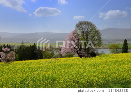 油花公園位於長野縣飯山市瑞穗市的一座俯瞰千曲川的小山上,有油菜花和一株大山櫻。 油花公園位於長野縣飯山市瑞穗市的一座俯瞰千曲川的小山上,有油菜花和一株大山櫻。 114848288