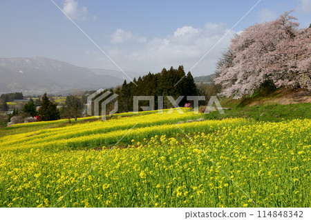 Mizuho, Iiyama City, Nagano Prefecture - A view of the rapeseed flowers and cherry blossoms at Nanohana Park, located on a hill overlooking the Chikuma River Mizuho, Iiyama City, Nagano Prefecture - A view of the rapeseed flowers and cherry blossoms at Nanohana Park, located on a hill overlooking the Chikuma River 114848342