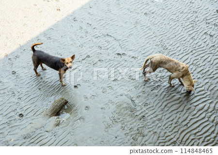 A hungry dog walks on the mud with a lot of footprints 114848465