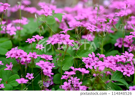 酢漿articulata 酢漿articulata 114848526