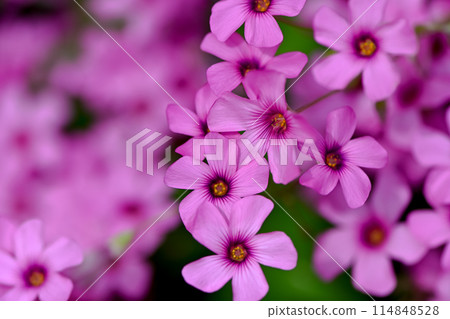 酢漿articulata 酢漿articulata 114848528