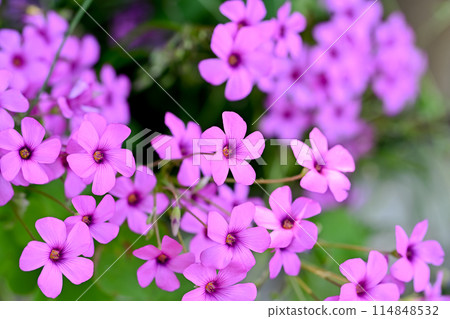 Imokatabami Imokatabami 114848532