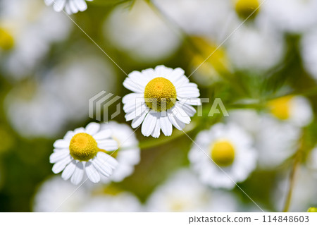Chamomile 114848603