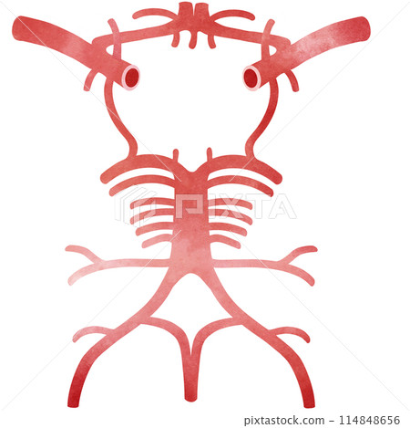 The anterior and posterior circulations meet at the circle of Willis 114848656
