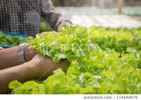 Farmer harvest organic hydroponic green oak lettuce in plant nursery farm. Farmer harvest organic hydroponic green oak lettuce in plant nursery farm. 114848676