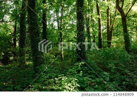 Dense summer forest with tree trunks covered with green ivy 114848909