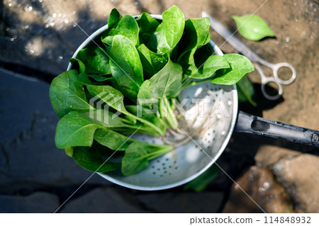 Fresh green spinach leaves in a metal colander 114848932