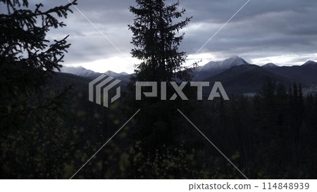 Green trees in forest with fog and mountains. Clip. Autumn cold landscape with forested valley. 114848939