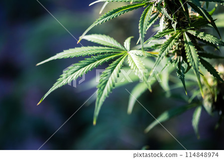 Young leaf of marijuana plant 114848974