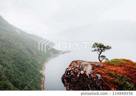 Foggy view on lonely tree growing on cliff Foggy view on lonely tree growing on cliff 114849356
