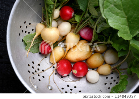 Fresh farm organic garden different color radish in a steel colander 114849357