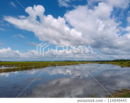 Rice fields in Central America Rice fields in Central America 114849445