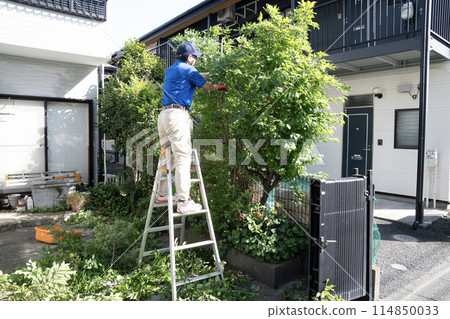 一名工人用剪刀在梯子上剪下一棵正在生長的花園樹 114850033