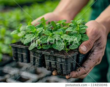 Eco-friendly Growing Solutions - Innovative solutions like biobased materials and compostable plastics cater to diverse customer needs Eco-friendly Growing Solutions - Innovative solutions like biobased materials and compostable plastics cater to diverse customer needs 114850046