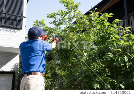 一名工人用剪刀在梯子上剪下一棵正在生長的花園樹 114850061