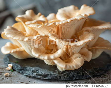 Mushroom Oyster is a type of edible mushroom that belongs to the Pleurotus genus. Mushroom Oyster is a type of edible mushroom that belongs to the Pleurotus genus. 114850226