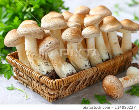 Mushroom Oyster is a type of edible mushroom that belongs to the Pleurotus genus. 114850227