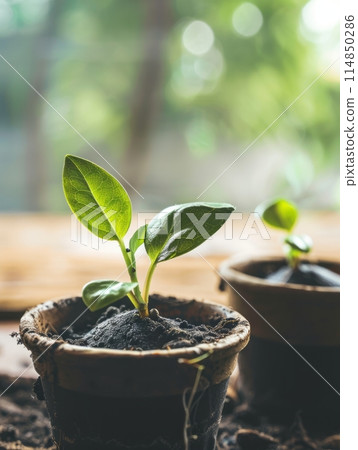 Nature Rebirth: Sprouting Green Leaves in Pot with Sand and Wheat 114850286