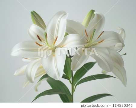 Stargazer lily in a bouquet of cut flowers on a white background 114850345