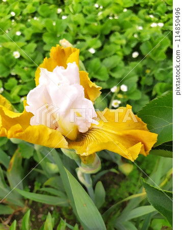Blooming iris flower, beautifully blooming perennial in the garden. Blooming iris flower, beautifully blooming perennial in the garden. 114850496