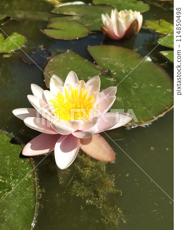 Pink petals of a water nymph bloomed during the day in a decorative pond in the garden. 114850498
