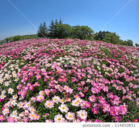 A park full of blooming peonies A park full of blooming peonies 114850851
