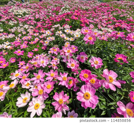 A park full of blooming peonies 114850856