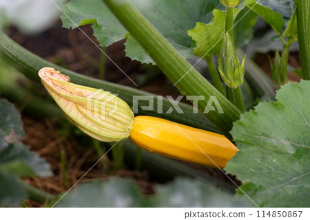 Squash Zucchini Yellow Squash Zucchini Yellow 114850867