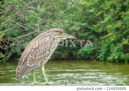 Close-up of heron bird perching on branch, river and forest on background 114850889