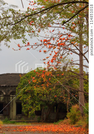 木棉花 木棉花 114851018