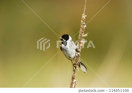 Common reed bunting perched on a reed 114851108