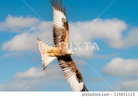 Portrait of a red kite in flight against blue sky Portrait of a red kite in flight against blue sky 114851115