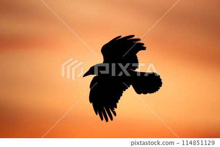 Silhouette of carrion crow in flight at sunset 114851129