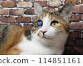 One eye cat 114851161