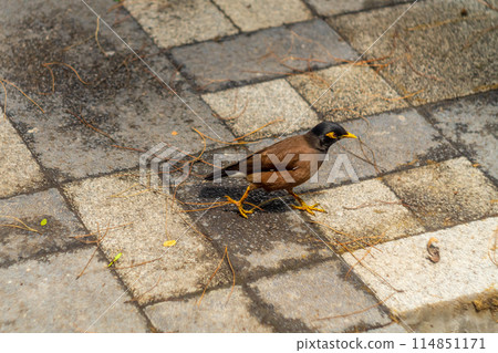 A beautiful motley myna bird with orange legs and a beak runs on paving slabs 114851171