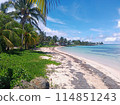 Palm trees and beach 114851243
