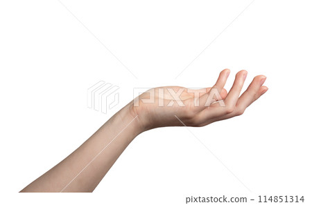 White empty hand of woman, female gesture. Isolated arm hold palm, open finger up take sign. Give White empty hand of woman, female gesture. Isolated arm hold palm, open finger up take sign. Give 114851314