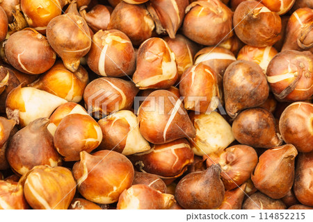 Seeds, flower seedling sprouts Seeds, flower seedling sprouts 114852215