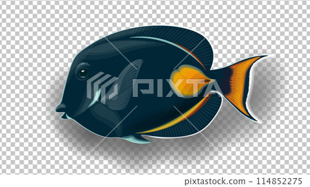 Achilles Tang 3D fish in black and white colors. Transparent background. Red Sea Tropical fish isolated vector illustration 114852275