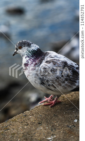 A white pigeon with purple feathers on its neck A white pigeon with purple feathers on its neck 114852701