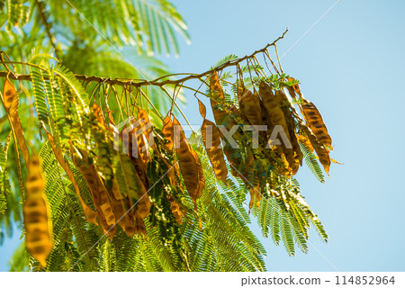Cones on conifer tree 114852964