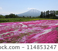 俱知安町芝櫻花園的粉紅地毯 114853247
