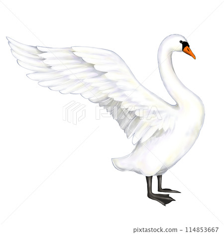 Illustration of a swan with spread wings 114853667