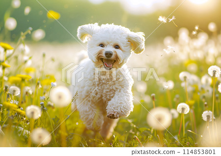 Bichon Frise dog happily running through a field of dandelions on a sunny day 114853801